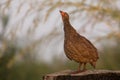 SwainsonÃ¢â¬â¢s francolin standing on tree stump to call in early m Royalty Free Stock Photo